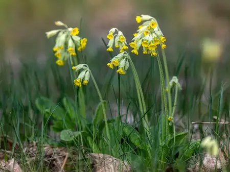 Frø til Hulkravet Kodriver