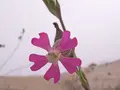 Kegle-limurt frø