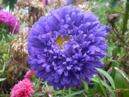 Sommerasters frø lilla