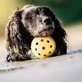 Billede af hund med Trixie Holey bold i gul naturgummi