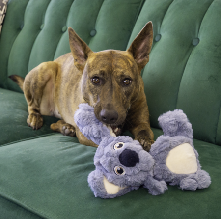 Hund med KONG Scrumplez Koala