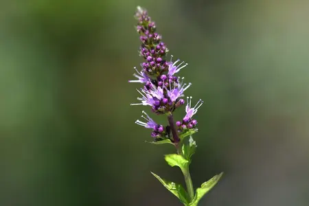 Mynte, pebermynte frø