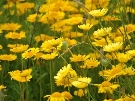 Frø til Farvegåseurt