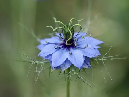 Jomfru i det grønne