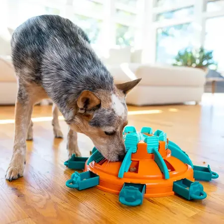 Hund leger med Tower of Treats Level 4 fra Nina Ottosson intelligenslegetøj med skjulte godbidder