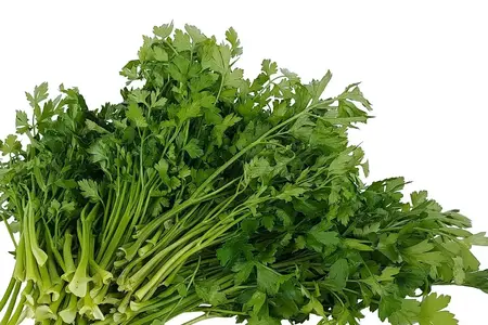 Bredbladet persille frø