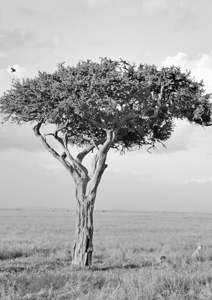 fotomester savanne kenya masai mara