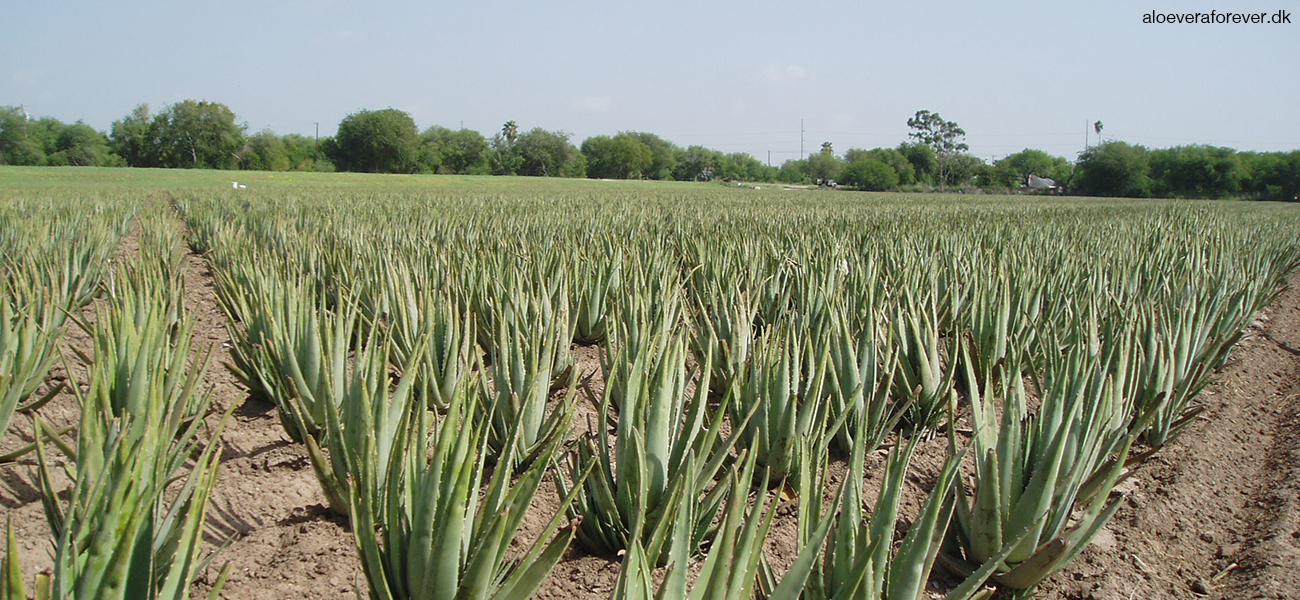 Aloe vera plantage mark