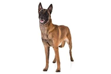 Malinois hund