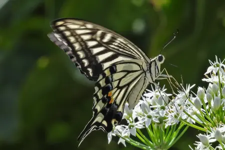 Vild gulerod frø - værtsplante for sommerfugle