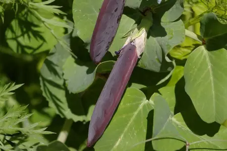 Frø til lilla kæmpe ærter