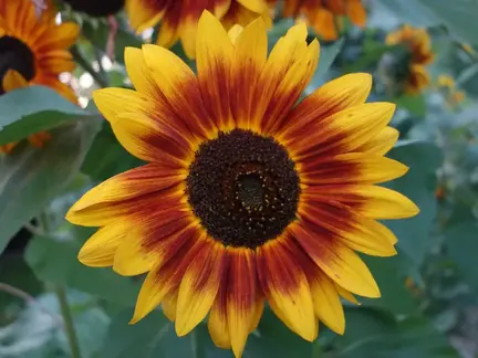 Dværg solsikke tiltrækker insekter