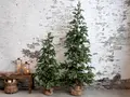 Chic Antique, Grantræ. 210 cm