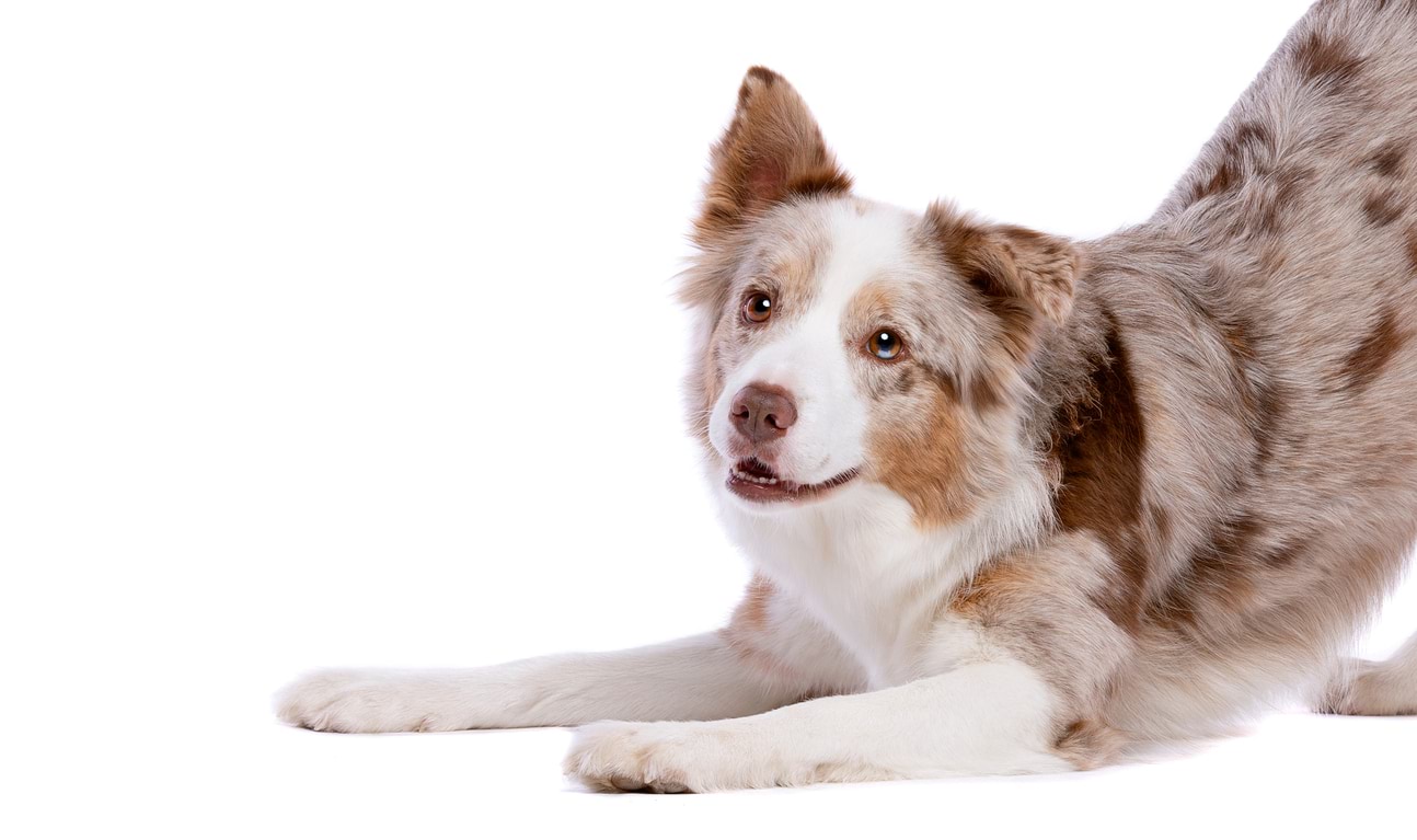 Sundt hundefoder fra NaturligtDyrefoder