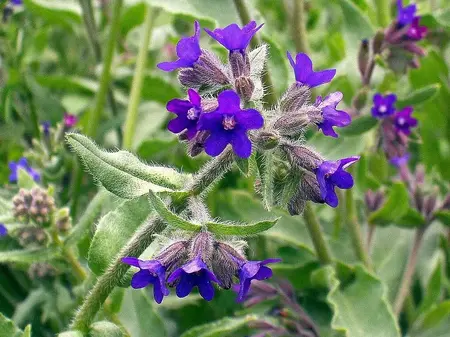 Læge oksetunge hjemmehørende blomst