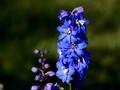 Vild med blomster flerårig