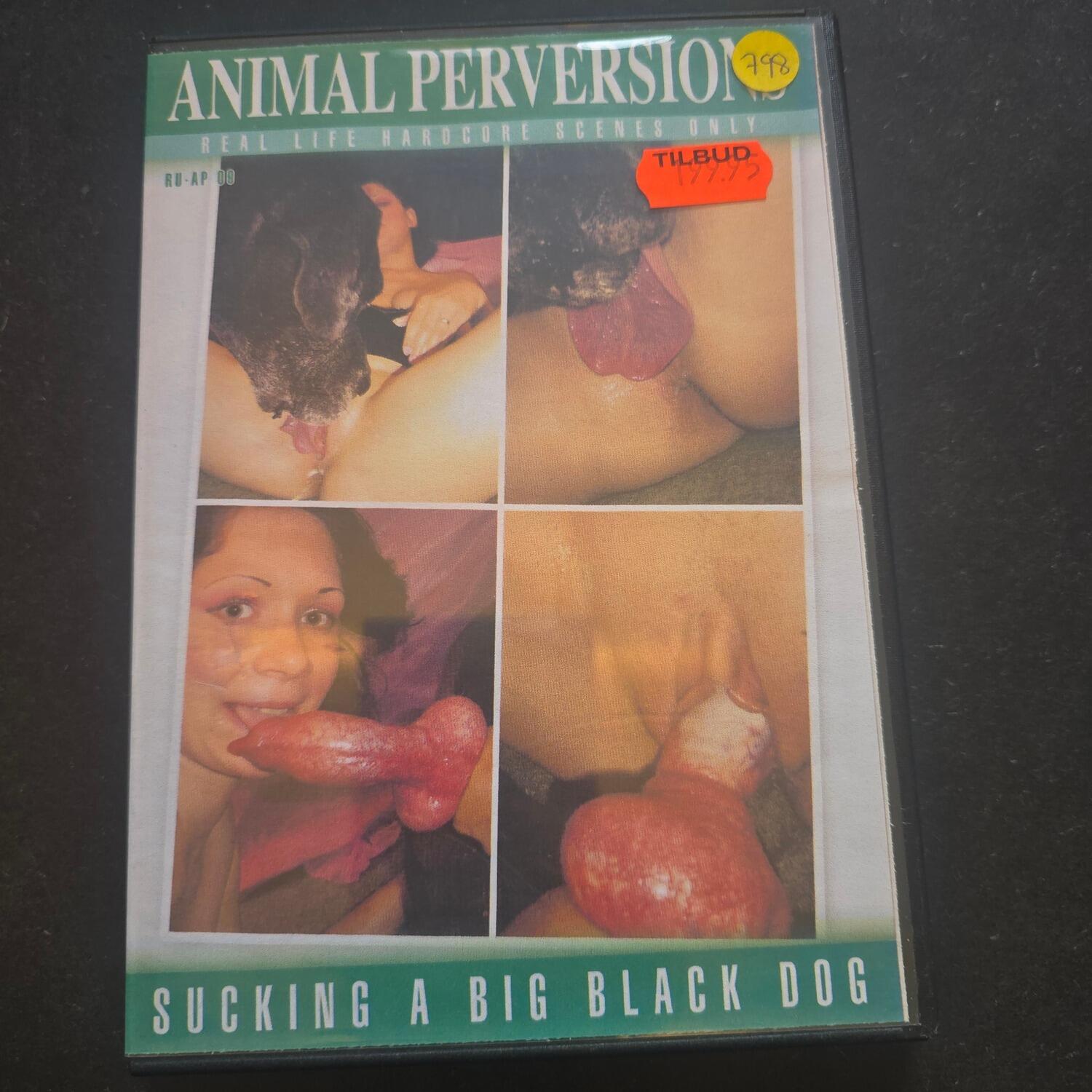 Sucking A Big Black Dog