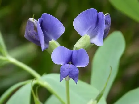 Frø Ærteblomst