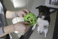 Dog Comets Titan grøn fylde med godbidder