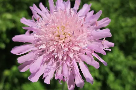 Enkeblomst Salmon rose frø