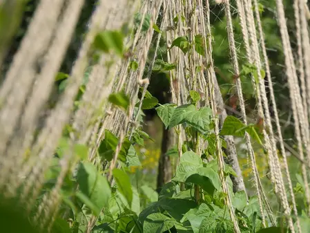 Snor af hamp i kraftig kvalitet