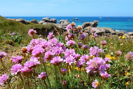 Vild med havudsigt, flerårig