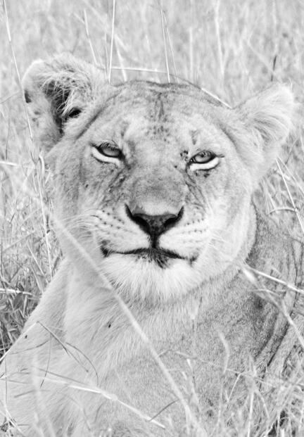 kenya masai mara savanne løve