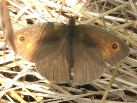 Hjertegræs  er værtsplante