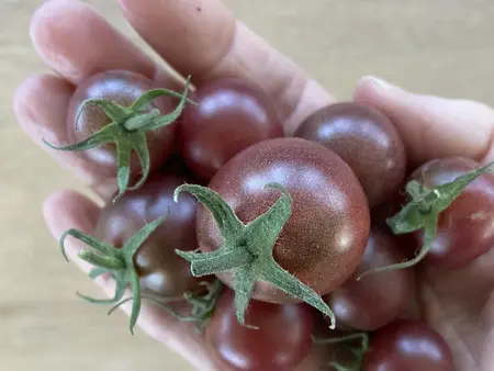 cherrytomat, Black cherry