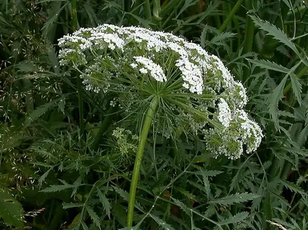 Frø til Kongeskærm