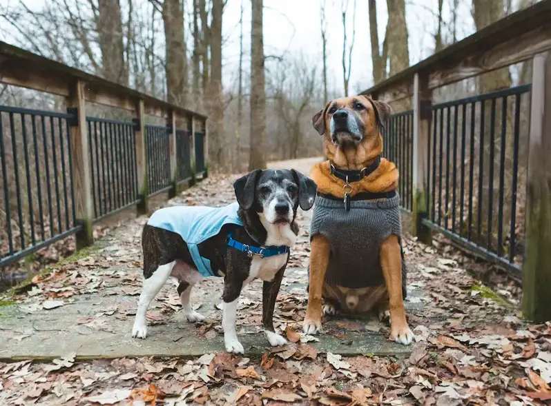 To hunde med jakke på i det kolde vejr