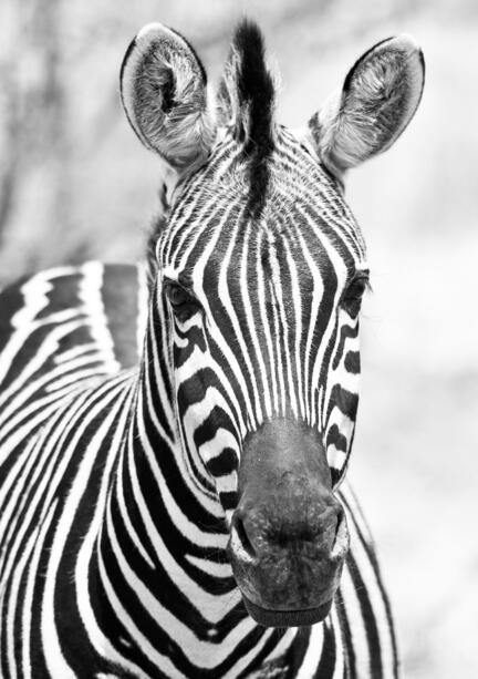 fotomester zebr s/h b/w