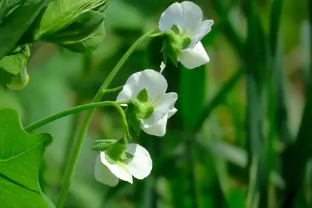 Kelvedon Wonder - de bedste ærter