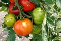 Tomat-kit til friland eller drivhus