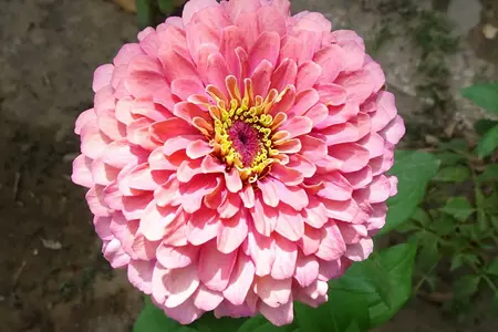 Frø til Frøkenhat, Bright Pink