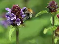 Vilde blomster til bierne