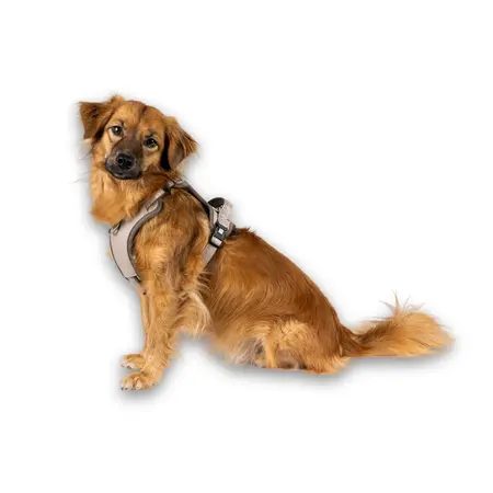 hund med Max & Molly Matrix 2.0 neopren sport sele - Sand