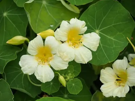 Tallerkensmækker Milkmaid