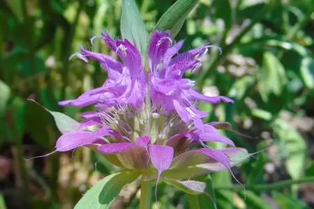 frø til Citron hestemynte