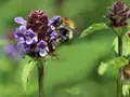 flerårige blomsterblanding tiltrækker insekter