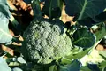 Frø til broccoli - kål