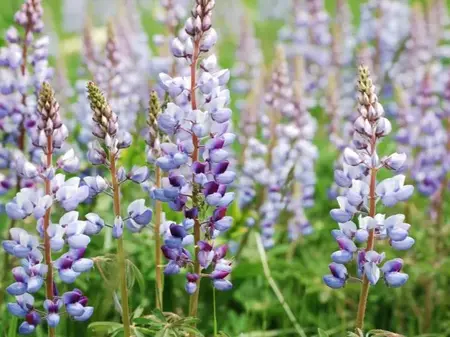 Staude Lupin - flerårig