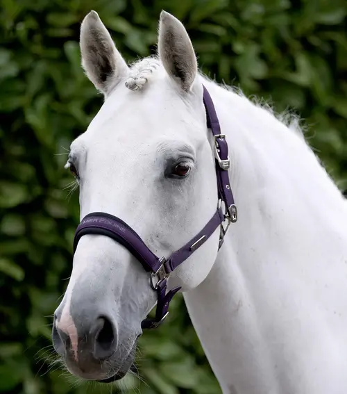 Premier Equine Duca grime & træktov - Grape, Pony