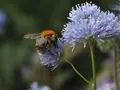 Vilde blomster til bier