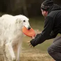 Hund afleverer Non-stop Dogwear Dog Flying Disc til ejer efter apport