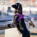 Dog Copenhagen Comfort Walk Go Sele PURPLE PASION