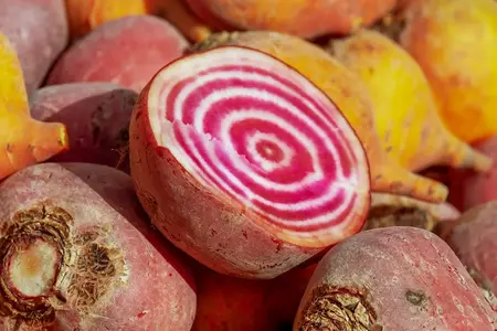 Frø til stribede rødbeder