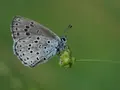 Oregano frø tiltrækker sommerfugle