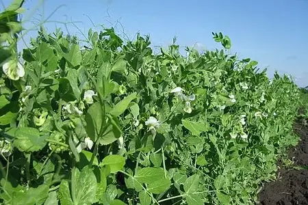 Kæmpeærter, Prince Albert