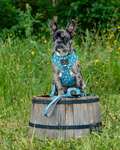nedbrydelige hundeposer, hundepose